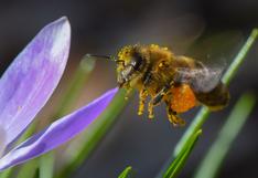 Cómo crear un jardín que atraiga a las abejas