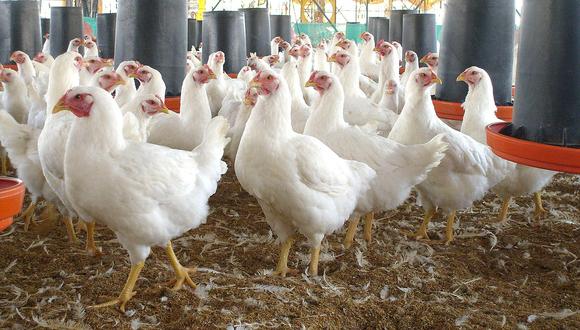 25 millones de aves son asesinadas antes de tiempo por gripe aviar 