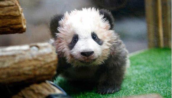 ¡Qué ternura! Nace en Francia el primer panda bebé
