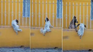 Trabajo en equipo de dos perros sorprende a muchos y se hace viral en Facebook (VIDEO)