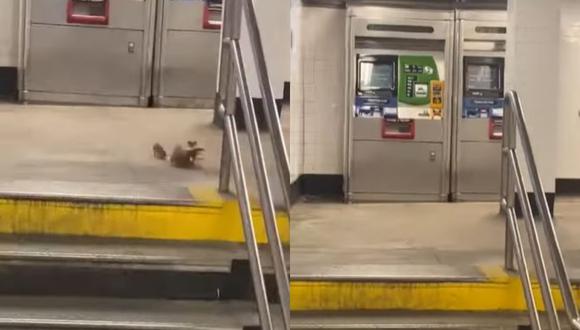 El roedor cogió un pedazo de pizza de unas personas que regresaban de una fiesta. (Foto: Subway Creatures/composición)