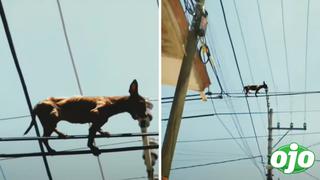 ¿Cómo llegó ahí? Captan a perrito chihuahua sobre cables de luz | VIDEO