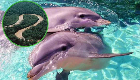 Delfín rosado ingresó a la lista de especies en peligro de extinción