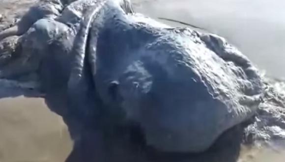 Youtube: Extraña criatura aparece en playa mexicana [VIDEO]