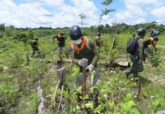 Mininter planea erradicar 18 mil hectáreas de hoja de coca ilegales hasta fin de año