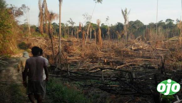 Modificaciones a la Ley Forestal ponen en riesgo los territorios indígenas