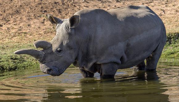 Apuestan por células madre para salvar rinoceronte blanco norteño 