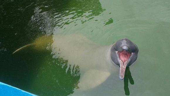 Iquitos: Piden liberar a delfín rosado lesionado en cautiverio en zoológico 
