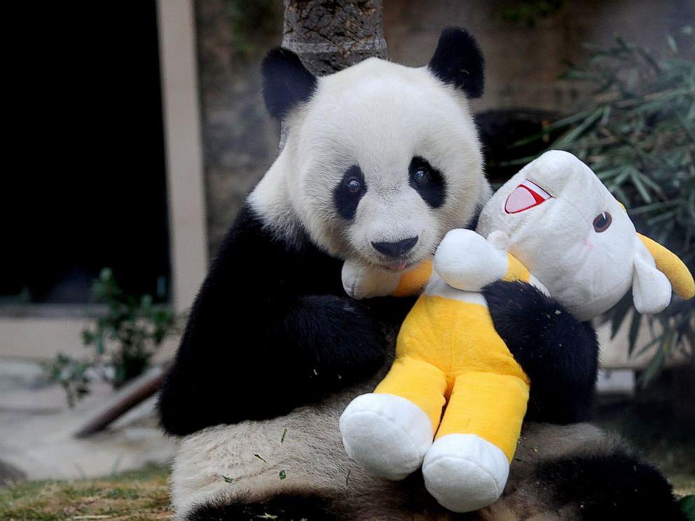 Terrible: a los 31 años muere Pan Pan, el "abuelo de los pandas" 
