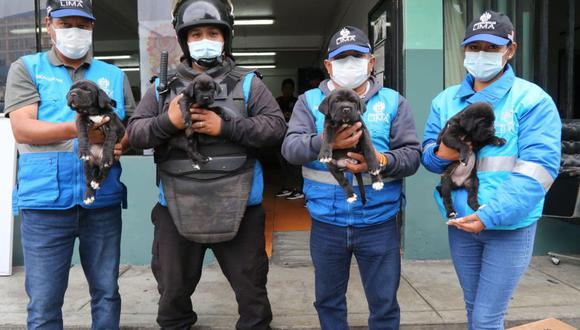 Comando Patitas de la Municipalidad de Lima rescató 50 cachorros del comercio informal en el Cercado. (Foto: MML)