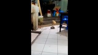 ​YouTube: Gato sorprende con su reacción ante pelea de ratas [VIDEO]