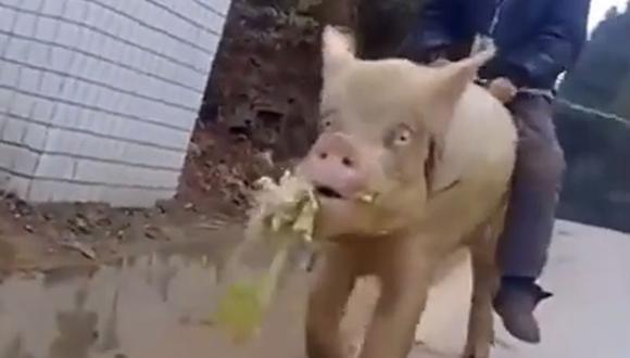 Insólito: Hombre recorre calles montado en cerdo gigante [VIDEO] 