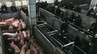 ​Grupo animalista ocupa matadero y libera a siete cerdos listos para morir