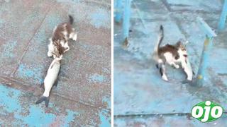 Gatito se tropieza al intentar robar un pescado más grande que él y se vuelve viral