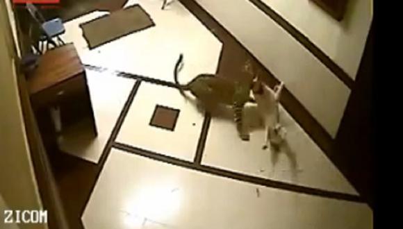 Feroz Leopardo mató a un perro en edificio de Bombay [VIDEO]