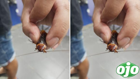 Hombre salva a cucaracha herida y la lleva al veterinario. Foto: (Facebook/Thanu Limpapattanavanich)