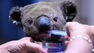 Murió Lewis, el koala rescatado durante los incendios forestales en Australia