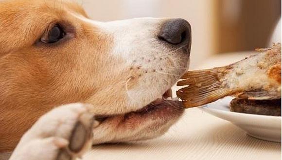 ¿Los perros deben consumir pescado crudo?