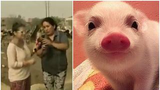 ¡Oh! Cerdito casi muere por huaico pero mujer lo salvó de inesperada manera (VIDEO)