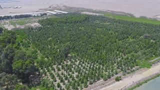 Para iniciar obra del Metropolitano trasladaron y replantaron 2,500 árboles al bosque de Ancón