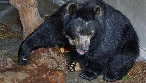 Otorgan habeas corpus a oso cautivo que será devuelto a su hábitat (VIDEO)