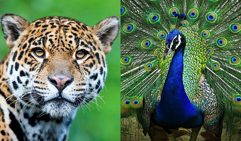 ¡Todo lo que debes saber del horóscopo maya!