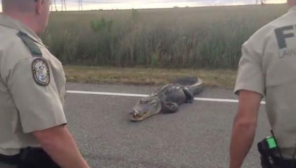 Un gran caimán detiene el tráfico en una carretera de Estados Unidos