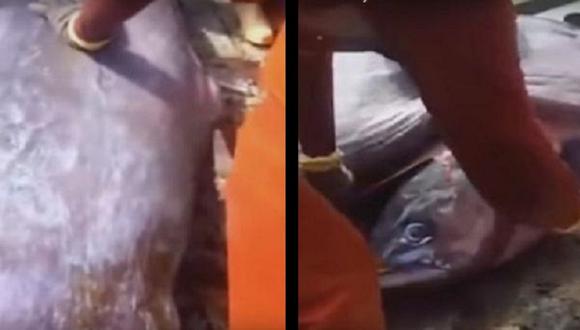 ​Youtube: Cortan pez gigante y quedaron impactados con lo que hallaron