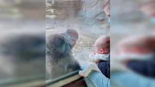 Cuidadora de zoológico presenta su bebé a los gorilas y el momento conmueve a todos