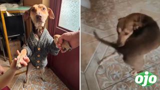Viral: Asaltan a perrito en Perú y lo dejan “calato”