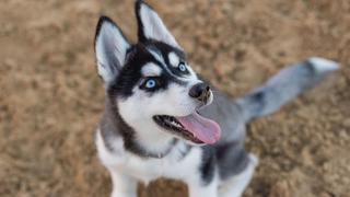 Perro siberiano cae a un lago congelado y bomberos logran rescatarlo con un salvavidas y una cuerda