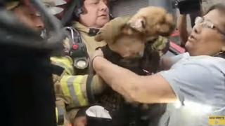 Perro logró ser rescatado por los bomberos durante incendio en centro comercial 