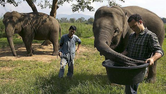 Excremento de elefantes produce café que cuesta un ojo de la cara
