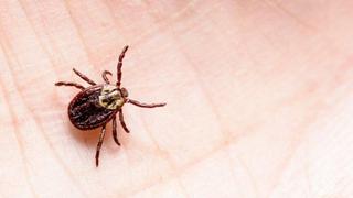 “El virus de las garrapatas” causa preocupación en China: conoce cómo se transmite y por qué es peligroso