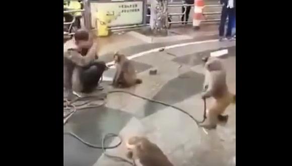 ​YouTube: Trató de adiestrar a mono con cuchillo pero animal se vengó y pasó lo peor [VIDEO]