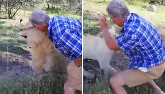 Hombre ignora las señales de advertencia y es herido de gravedad tras acariciar a leones (VIDEO)