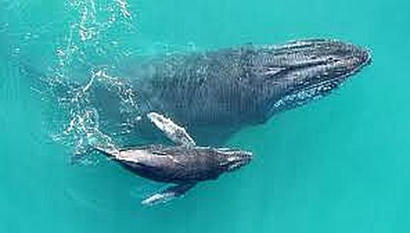 ​La contaminación acústica en el océano amenaza a las ballenas