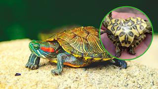 Nace tortuga siamés con dos cabezas, seis patas y solo un caparazón (FOTO)