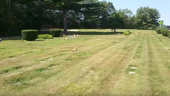 YouTube: hombre pasea por el cementerio, cree ver un perro y se da con tremenda sorpresa (VIDEO)
