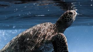 Jóvenes liberan a una tortuga en el mar sin imaginar lo que pasaría