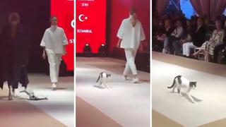 Gatito se roba el corazón de todos por intentar jugar en pleno desfile de moda (VIDEO)