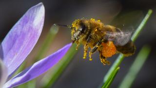 Cómo crear un jardín que atraiga a las abejas