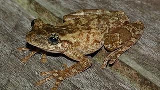 Indígenas comen ranas en épocas de escasez, cuando faltan alimentos