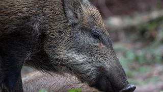 ​En el Año del Cerdo, Hong Kong sufre por invasión de jabalíes