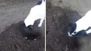 Perrita conmueve al cavar tumba y enterrar a su cachorro | VIDEO 