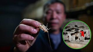 Chino vende y come cucarachas: "Hay tantas cosas buenas en este insecto" (VIDEO)