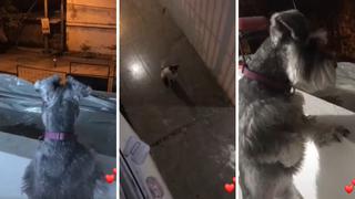 Perrito callejero se emociona al ver a su ‘amada’ desde un balcón en plena cuarentena 