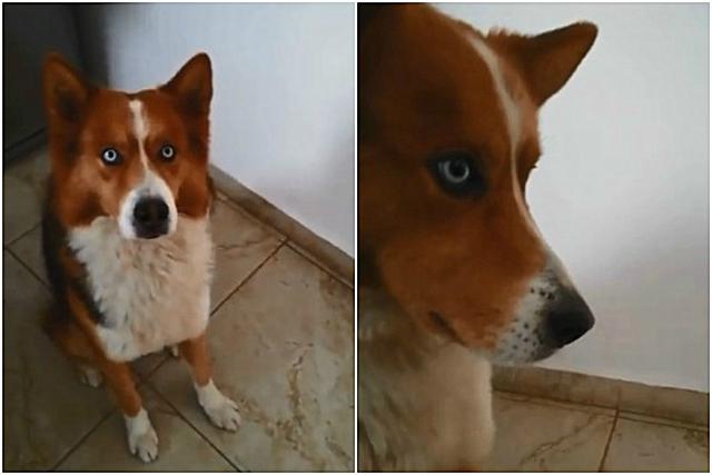 El clip es protagonizado por Zarco, un perro de México que ha enamorado a millones en las redes sociales por su habilidad para seguir al pie de la letra las órdenes que le da su amo. (Foto: Facebook/Mascoarte Campeche)