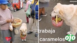 Viral: Perrito cautiva las redes sociales vendiendo caramelos junto a su dueña