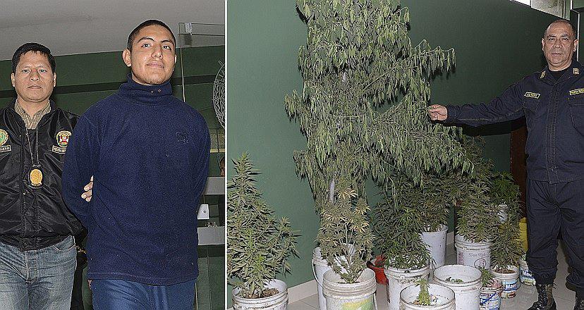 Ate: Cayó sujeto que utilizaba 'novedosa' técnica para tener 'superplantones' de marihuana